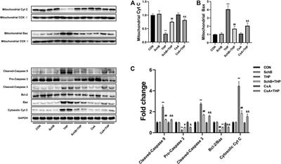 Schisandrin B Antagonizes Cardiotoxicity Induced by Pirarubicin by Inhibiting Mitochondrial Permeability Transition Pore (mPTP) Opening and Decreasing Cardiomyocyte Apoptosis